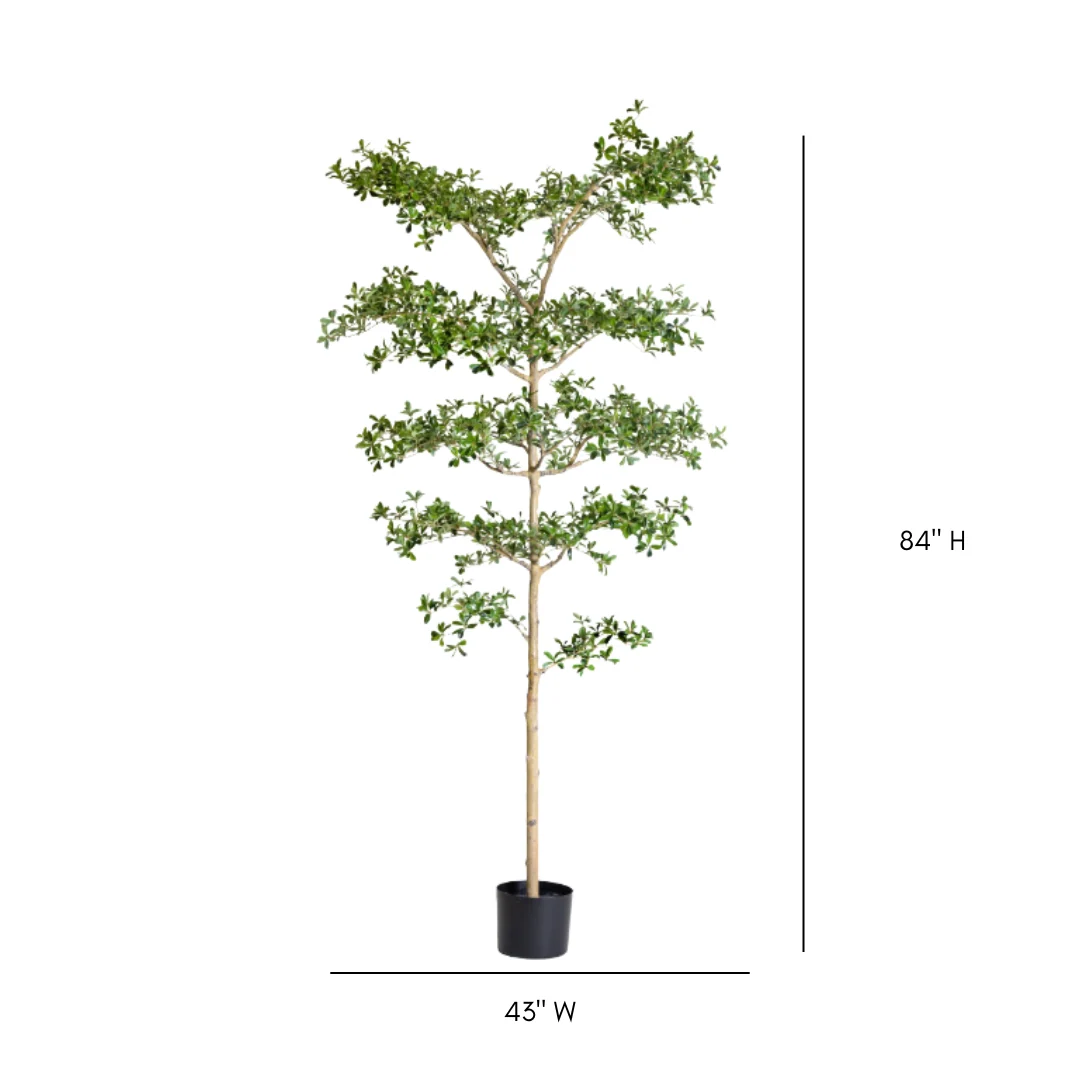 Black Olive Potted Tree