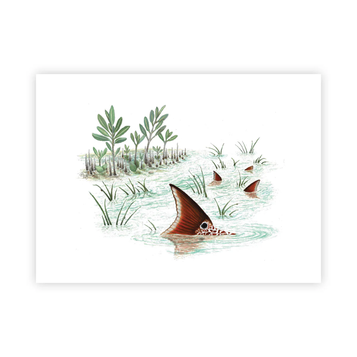 Tailing Redfish - Signed Art Print (Limited Edition)