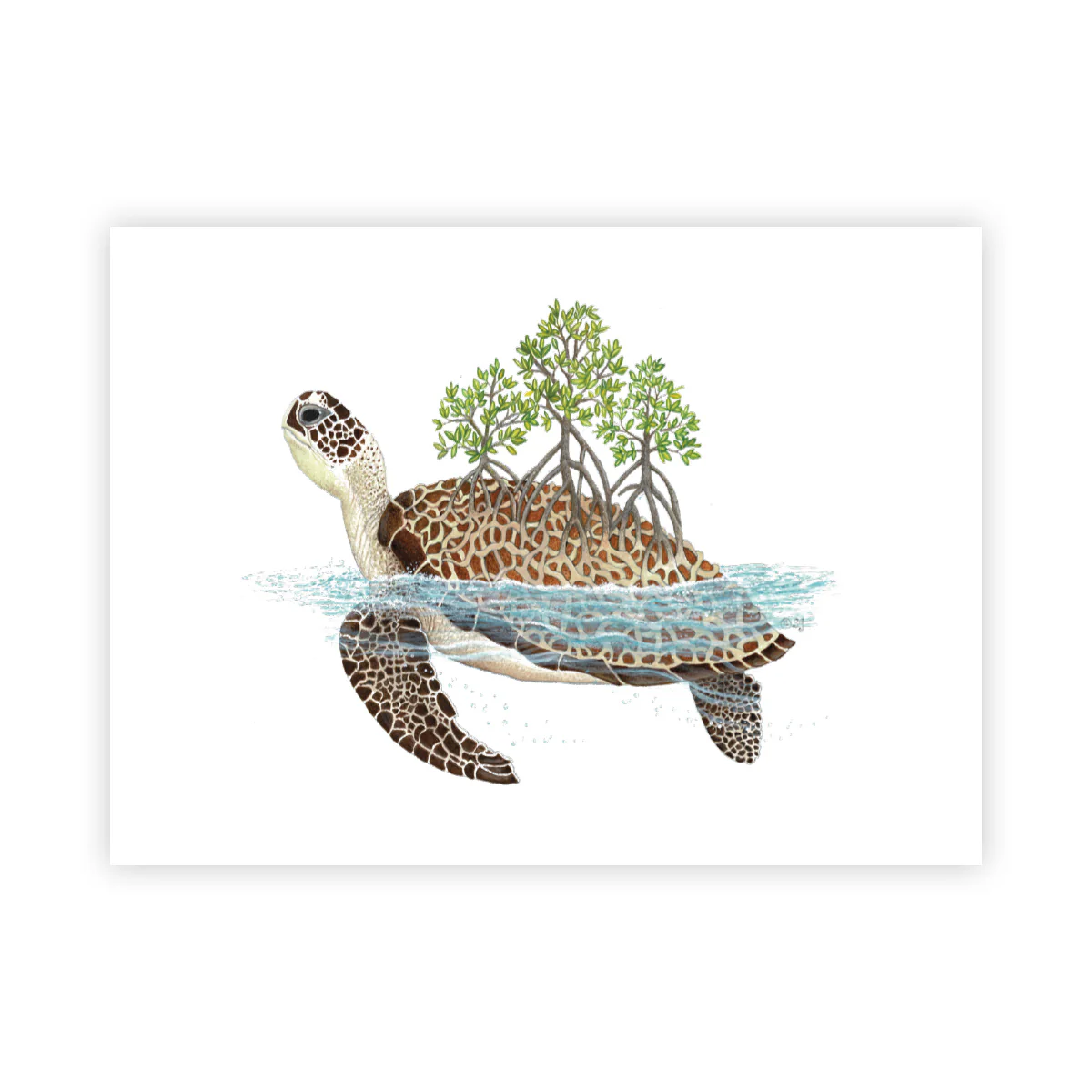 Shell Grove Turtle - Signed Art Print (Limited Edition)