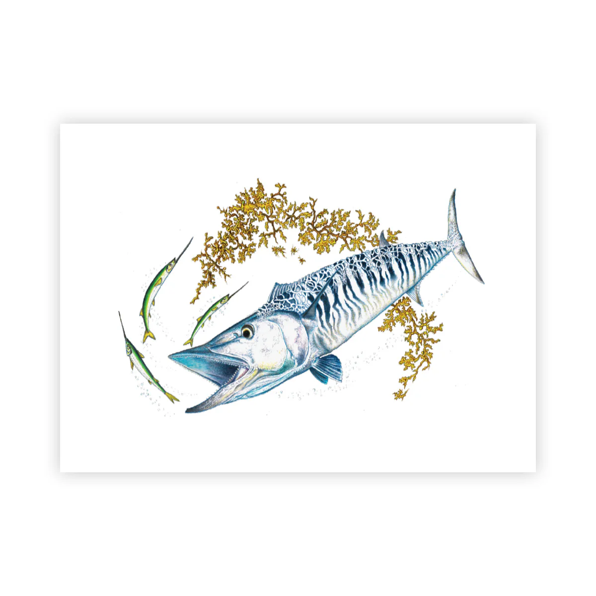 Wahoo - Signed Art Print (Limited Edition)