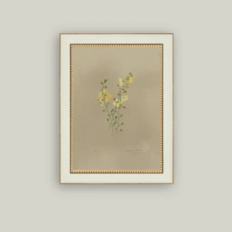Flowering Yellow Plant Framed Antique Inspired Art