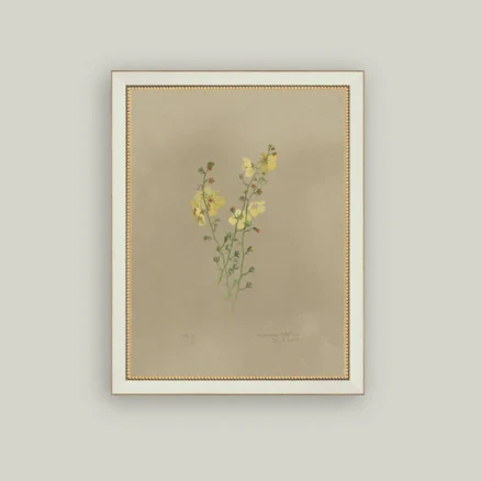 Flowering Yellow Plant Framed Antique Inspired Art