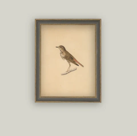 Bird Framed Antique Inspired Art