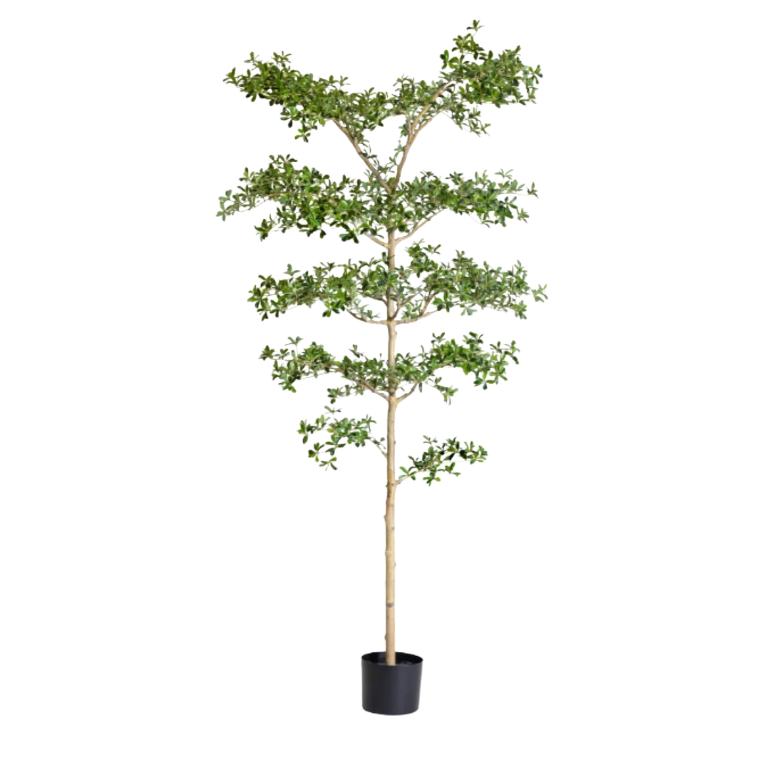 Black Olive Potted Tree