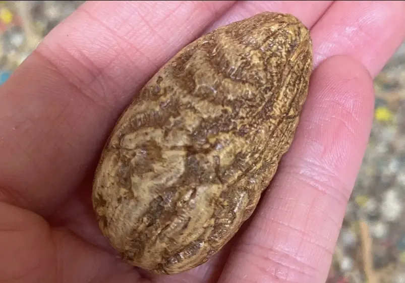 Protective stone OUD EL SALIB - ??? ?????? -Peony -1 piece - protection luck, purification, negative waves