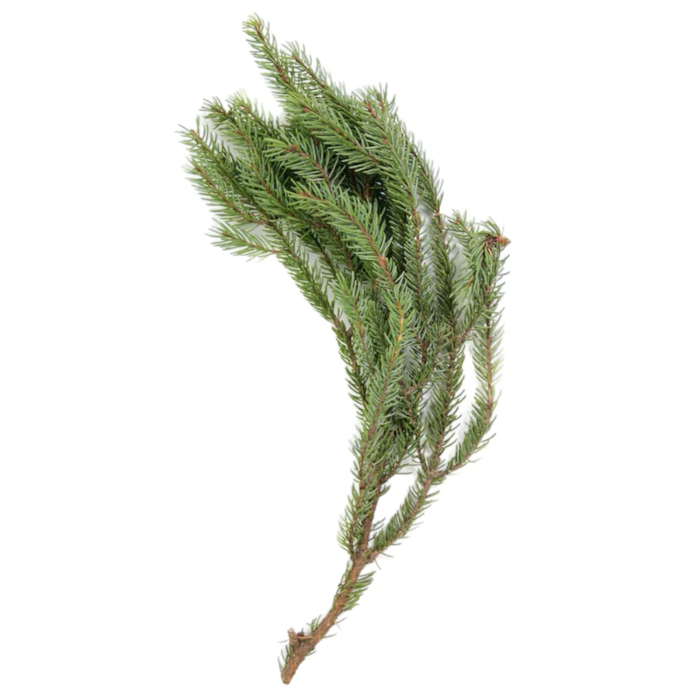 Black Spruce Essential Oil Ready-to-Label 12 bottles