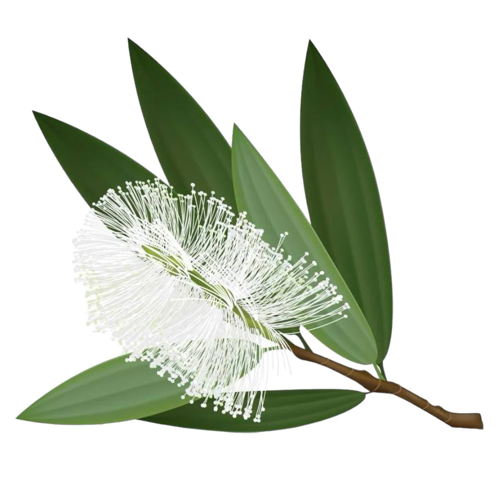 Cajeput Essential Oil Ready-to-Label 12 bottles