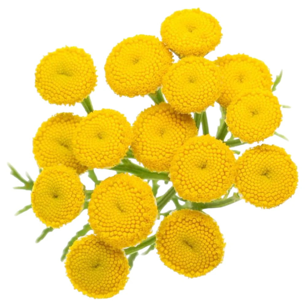 Blue Tansy Essential Oil Ready-to-Label 12 bottles