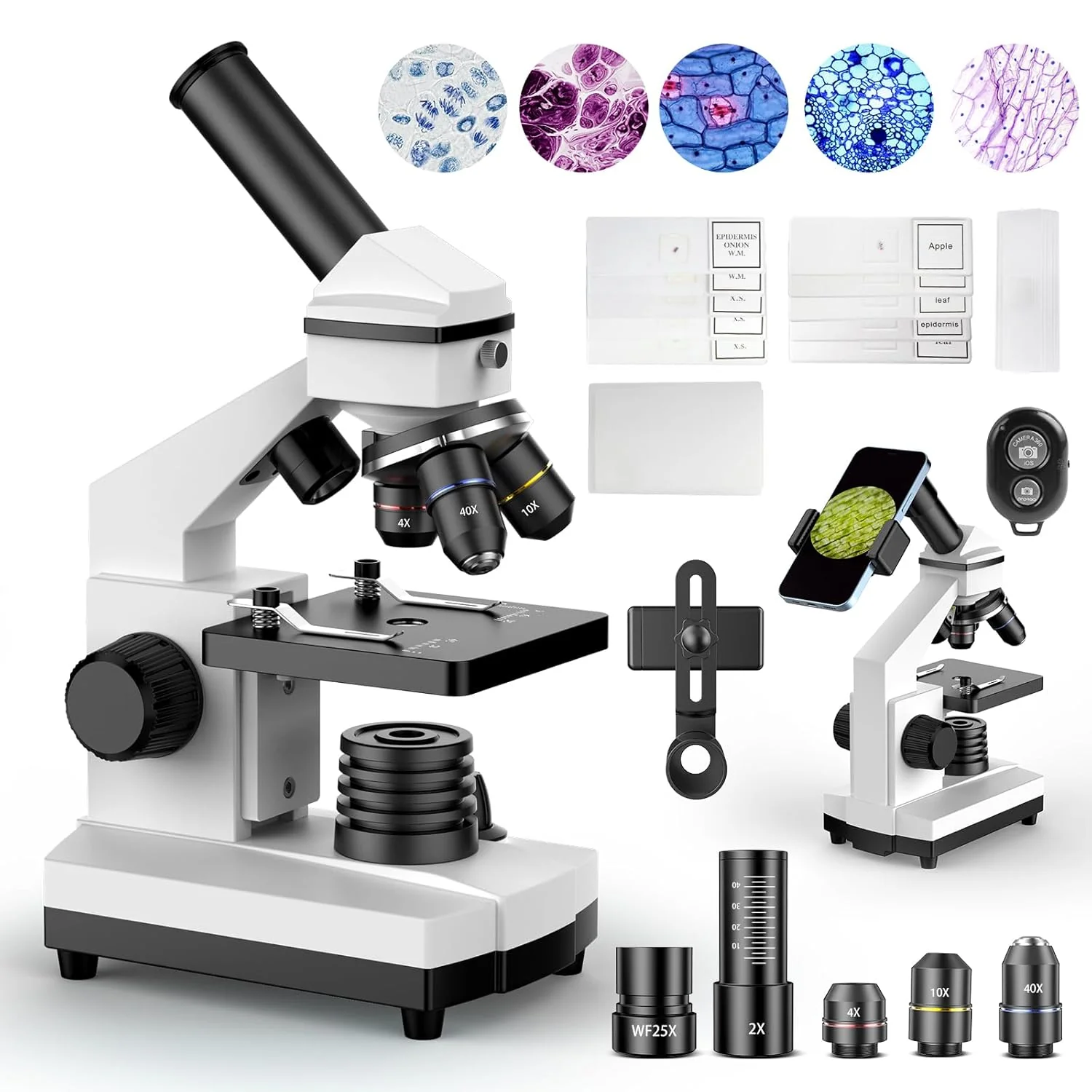 Compound Microscope for Adults & Kids - 100X-2000X High-Power Biological Microscope for Students, School Lab & Home Education, with Slides Set & Phone Adapter (White)