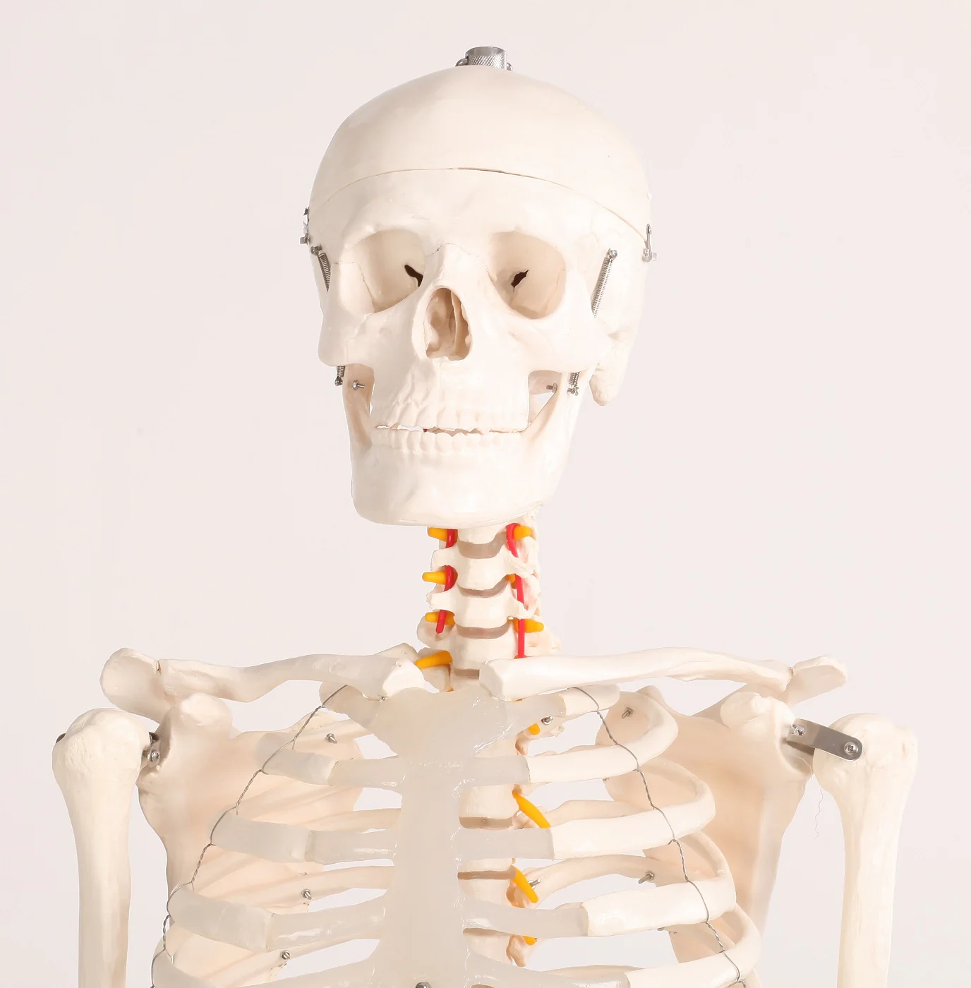 Human Skeleton Anatomical Model 180cm