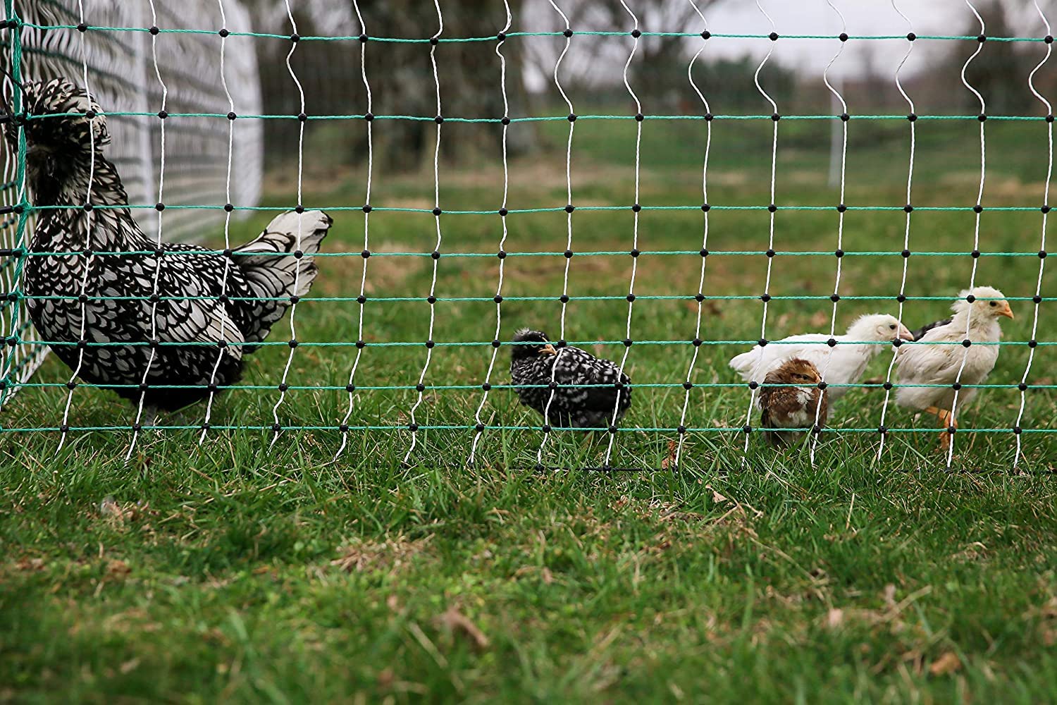 RentACoop Electric Anti-Predator Poultry Fence
