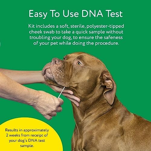 Dna My Dog Essential Test ?C Breed ID Test Mixed Breed Identification Personality Traits for Puppies to Adult Dogs Non-Invasive Cheek Swab