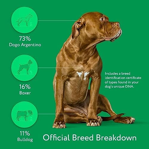 Dna My Dog Essential Test ?C Breed ID Test Mixed Breed Identification Personality Traits for Puppies to Adult Dogs Non-Invasive Cheek Swab