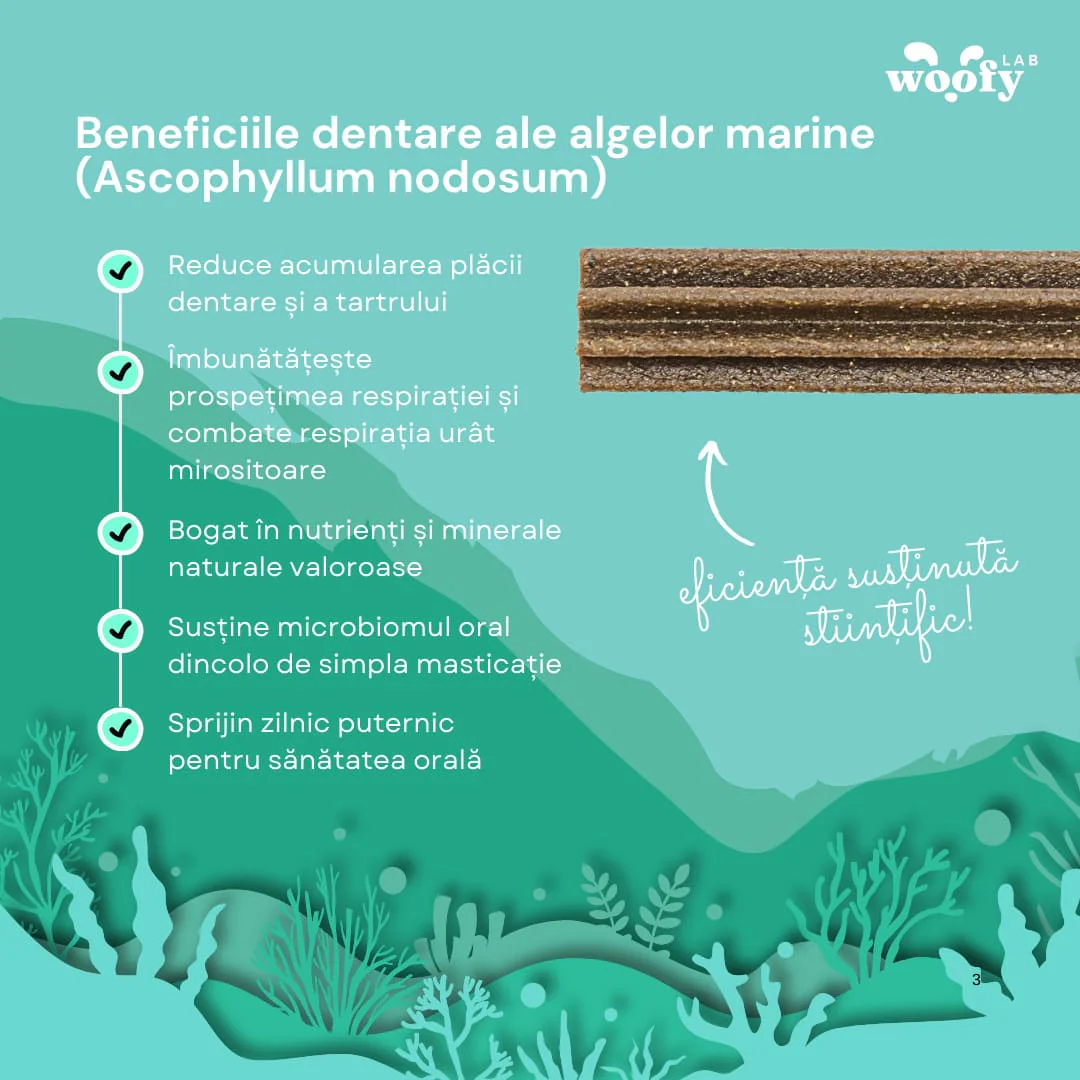 STICKS-URI DENTARE & PROBIOTICE