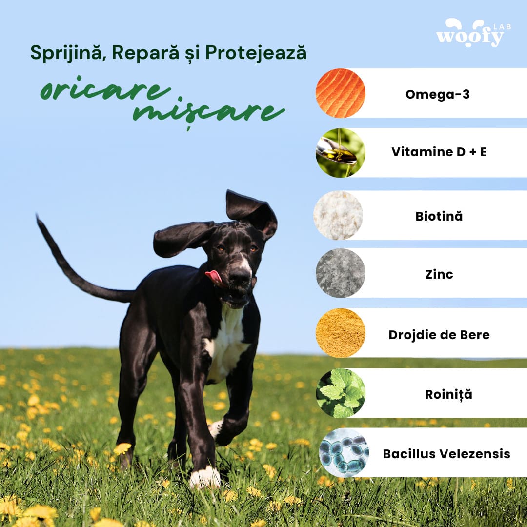 SNACKURI ARTICULAȚII - Protecție premium pentru câini