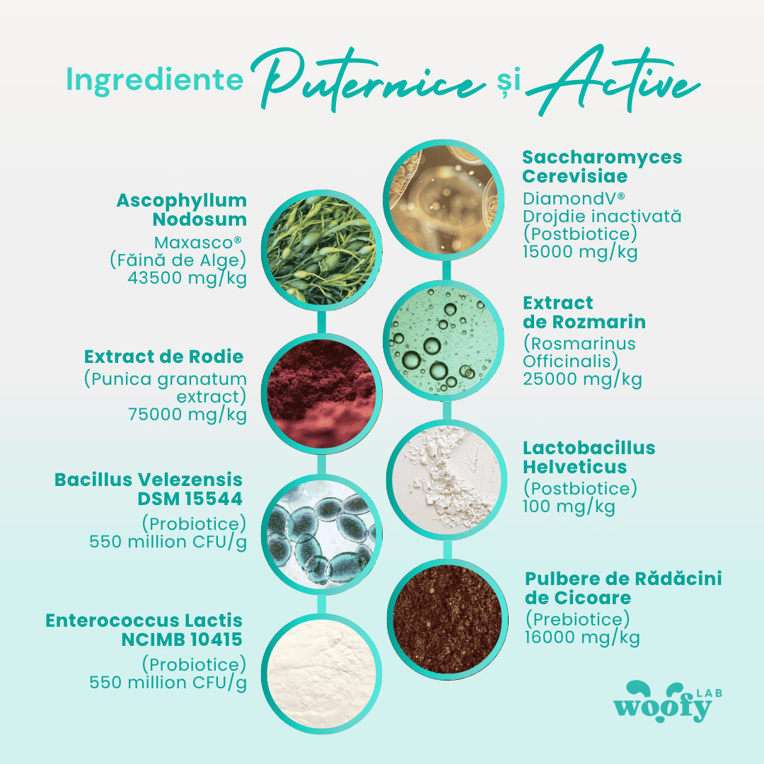 ProDental+ - Pentru dinți curați și o respirație proaspătă