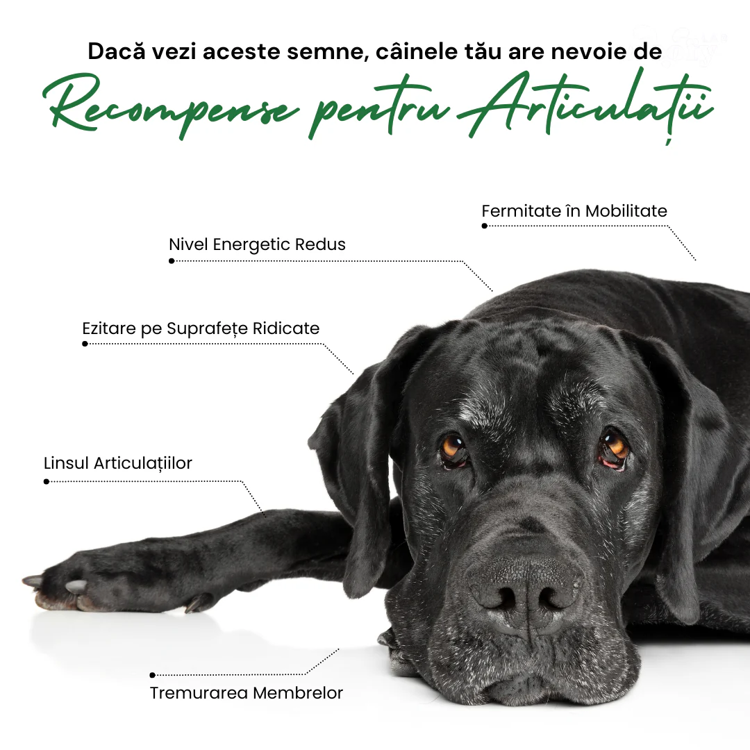 SNACKURI ARTICULAȚII - Protecție premium pentru câini