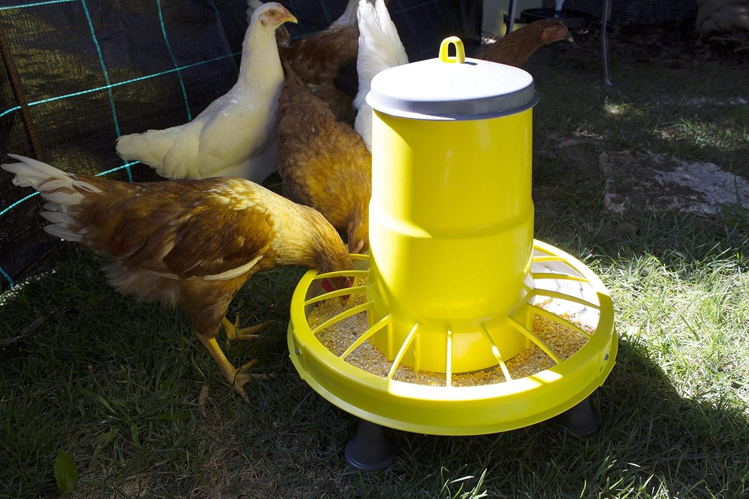 Zootec, Mangiatoia per Galline,Polli,Pulcini, Antispreco, 9 kg, Automatica, a Tramoggia, da Appendere, in Plastica, da Esterno e Interno, (Giallo/Grigio) - Made in Italy