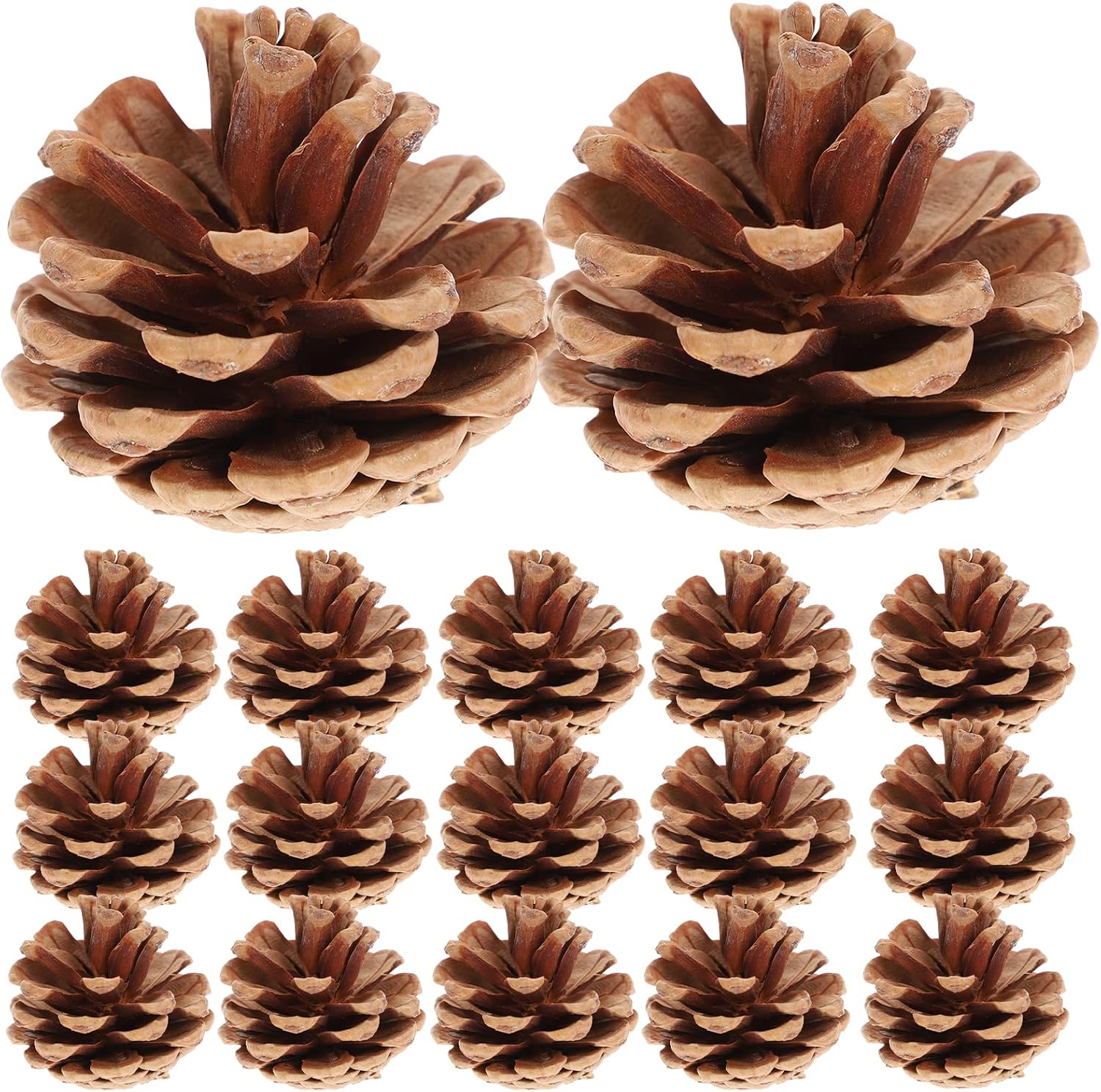 ROSENICE Naturale Pigna Secca Decor 48pcs Mini pigne Naturali Pigna Pino Cono Natalizie Pigna Naturale Albero Pino Cono (Brown)