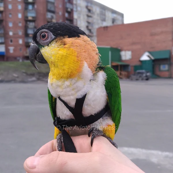 Aviator Harness & Leash - XSmall