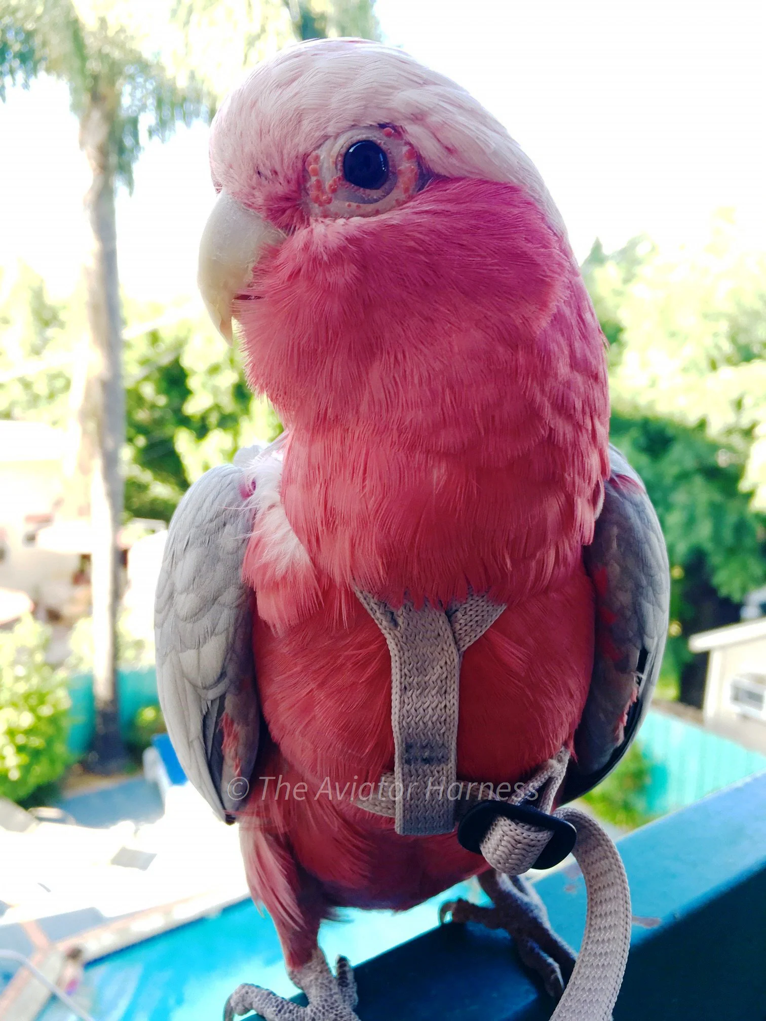 Aviator Harness & Leash - Small