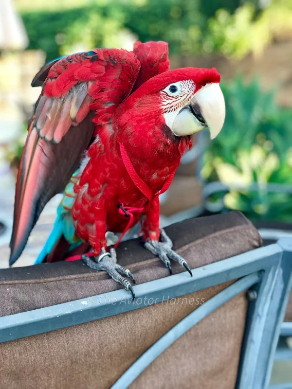 Aviator Harness & Leash - X Large