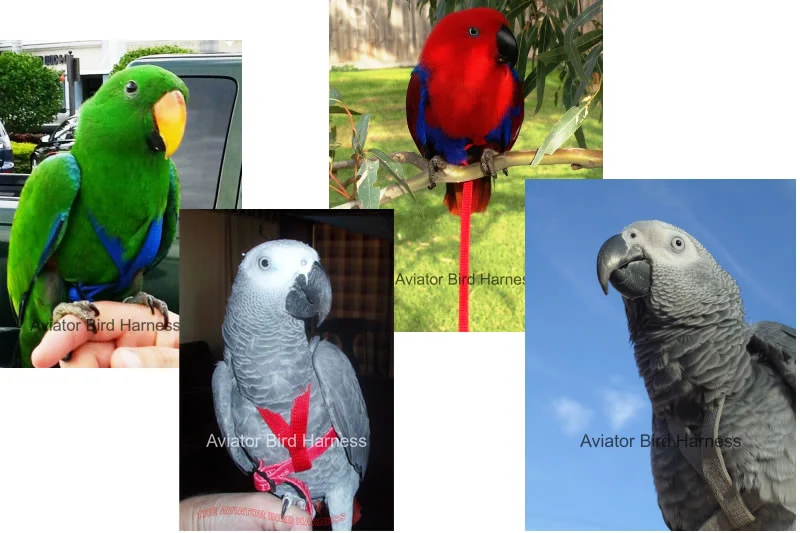 Aviator Harness & Leash - Medium