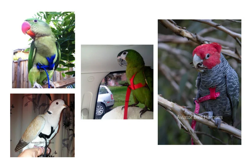 Aviator Harness & Leash - Small