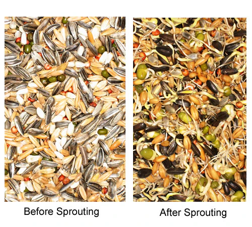 Sprouting Seed