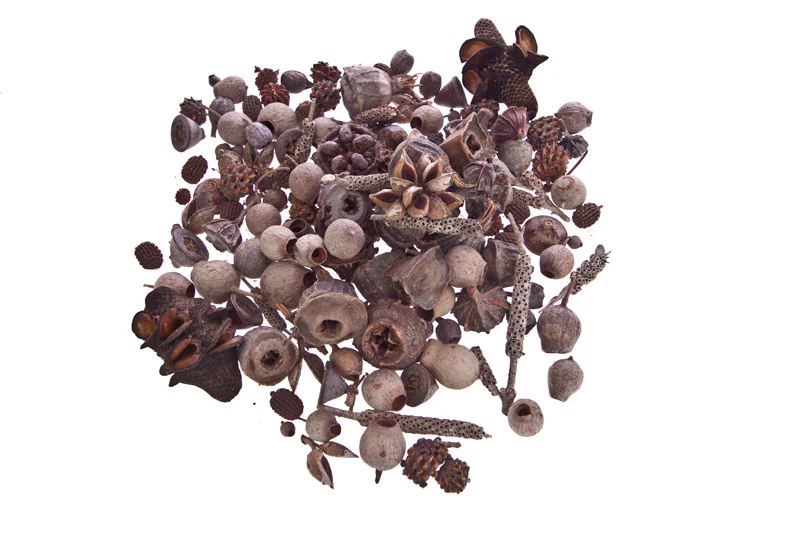 Australian Native Nuts and Pods