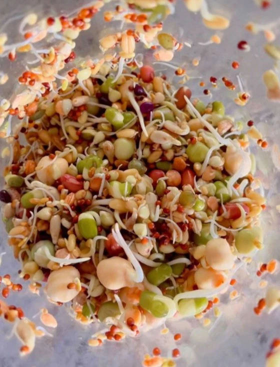 A Little Bit of Sunshine - Sprout mix