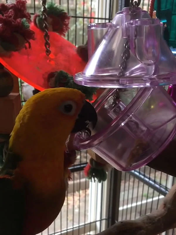 Hide A Treat Foraging Feeder