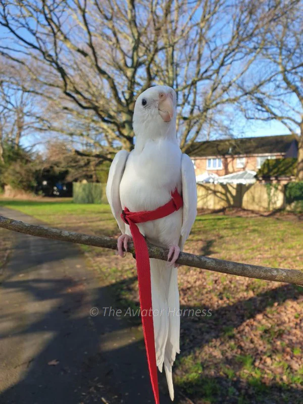 Aviator Harness & Leash - Petite