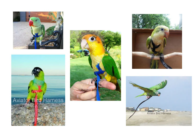 Aviator Harness & Leash - XSmall