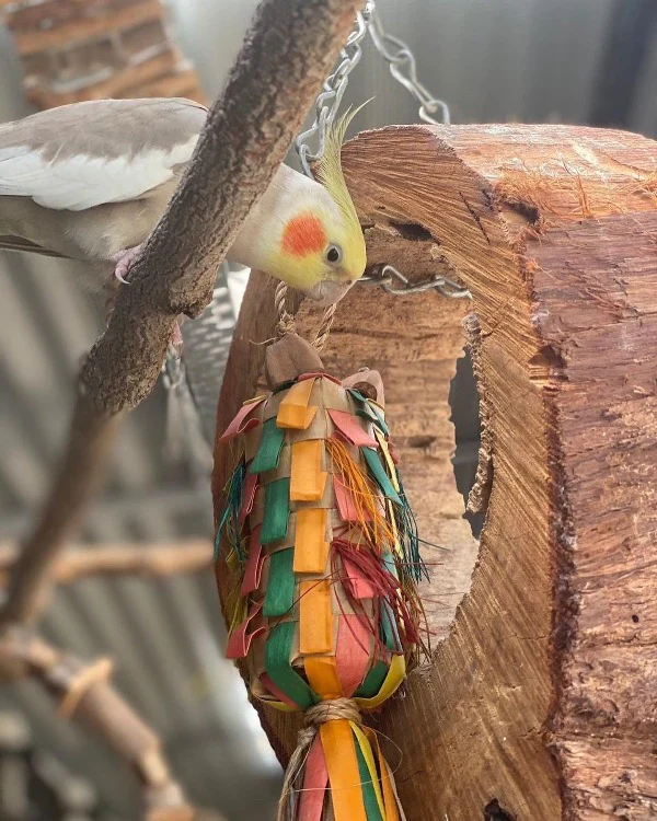Rainbow Pinata Straight