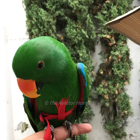 Aviator Harness & Leash - Medium