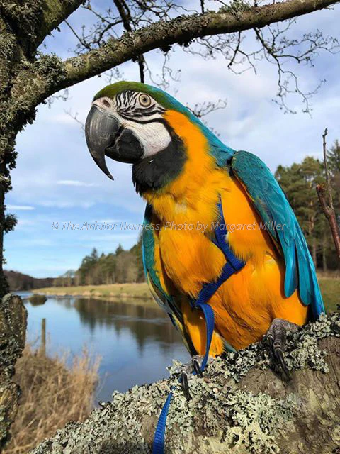 Aviator Harness & Leash - Large