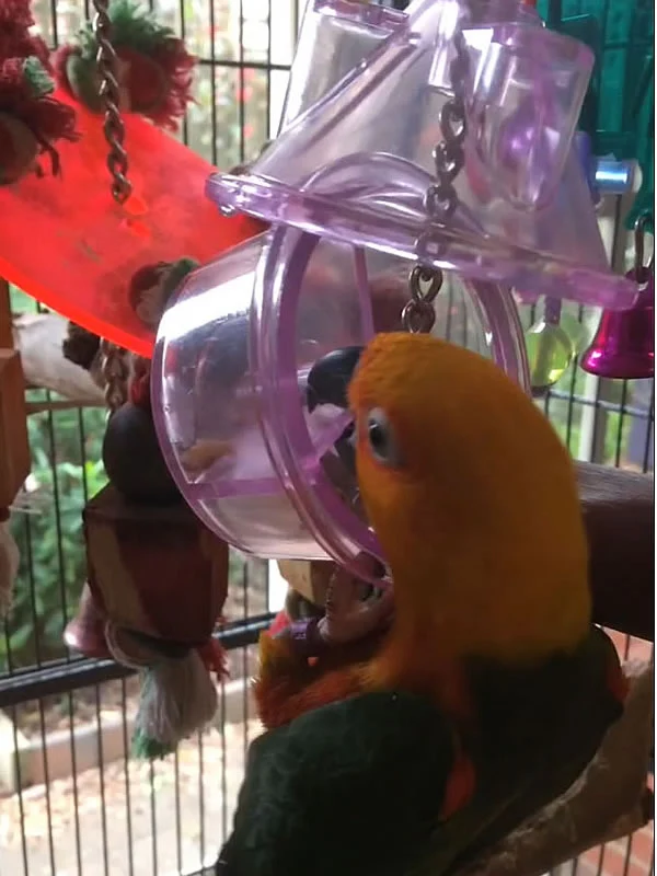 Hide A Treat Foraging Feeder