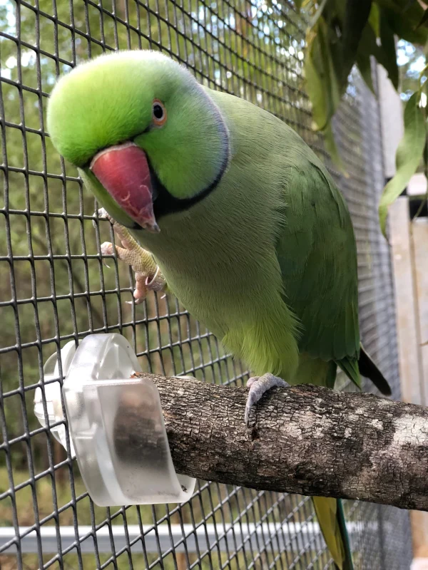 Easy Perch Holder - Small