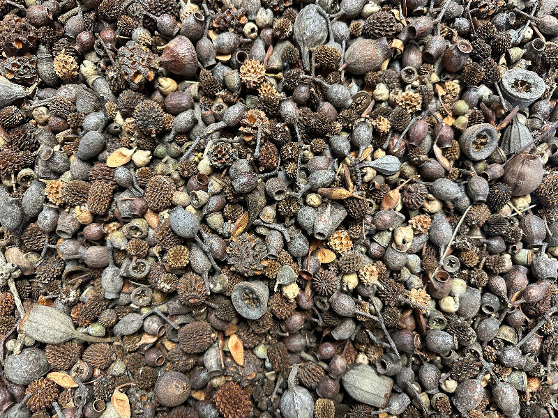 Australian Native Nuts and Pods