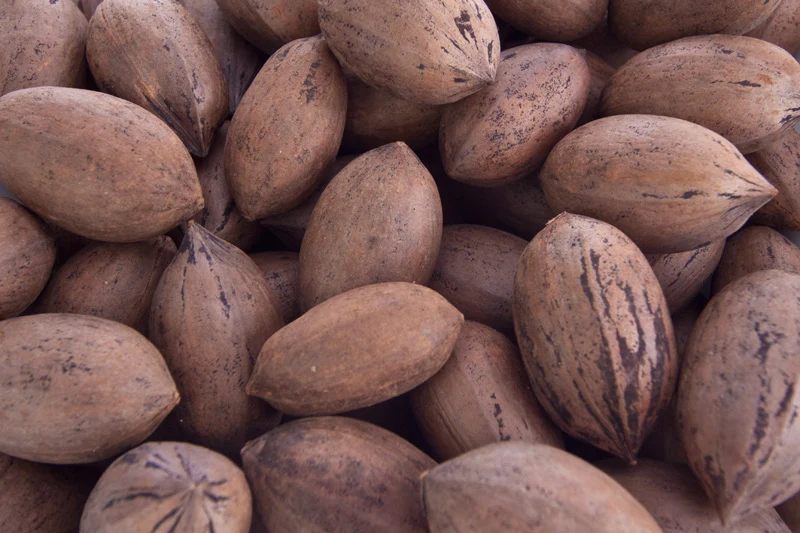 Pecan in Shell