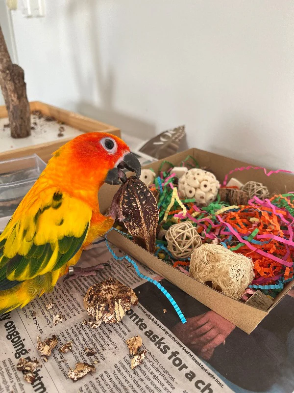 Foraging Cardboard Tray