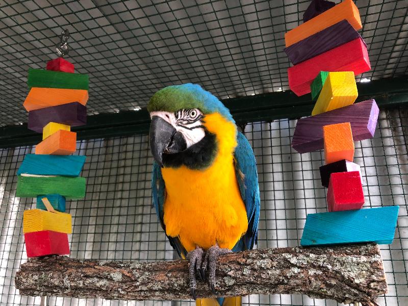 Swinging Good Time Perch - Large