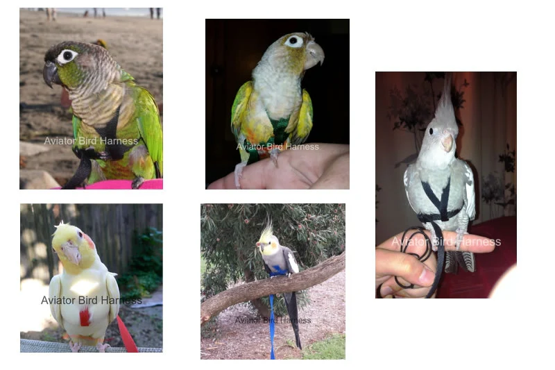 Aviator Harness & Leash - Petite