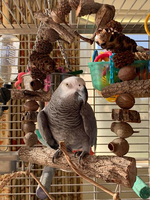 Natural Swing Medium