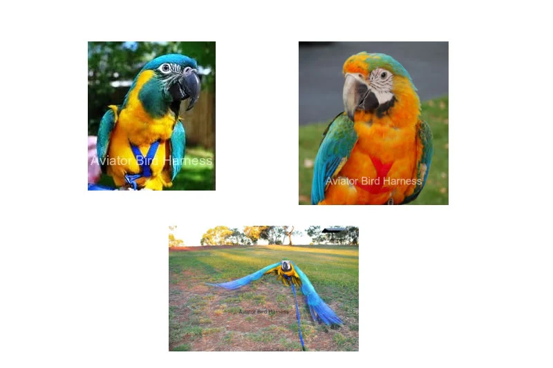 Aviator Harness & Leash - Large