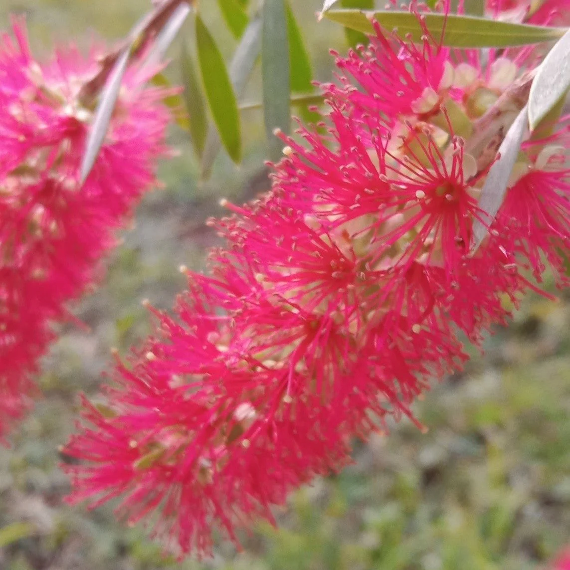 Callistemon Candy Pink Bottlebrush plants, pink bottlebrush tree.