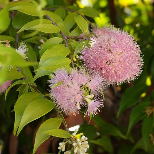Lilly Pilly Pink Syzygium Cascade