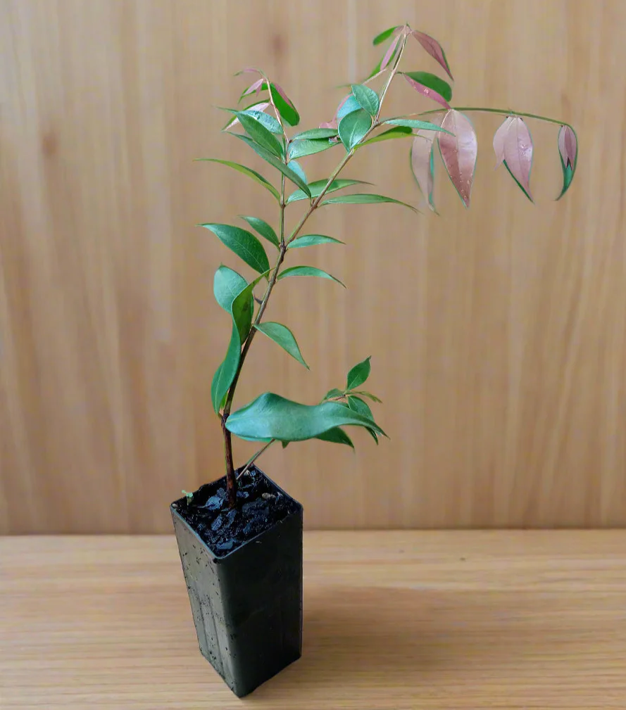 Lilly Pilly Pink Syzygium Cascade